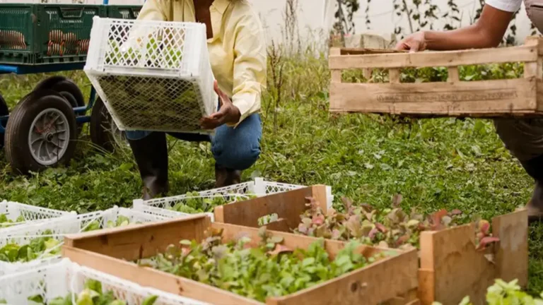 Agricultural Techniques in Mauritius